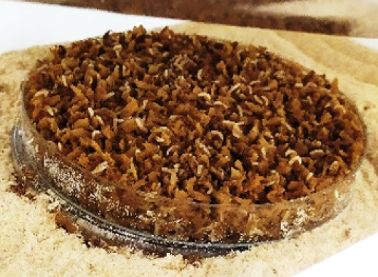 Medfly larvae growing on an artificial diet