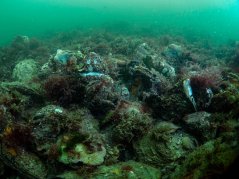 Is er voldoende aandacht voor ecologische effecten van activiteiten op de Noordzee? Foto: Oscar Bos.