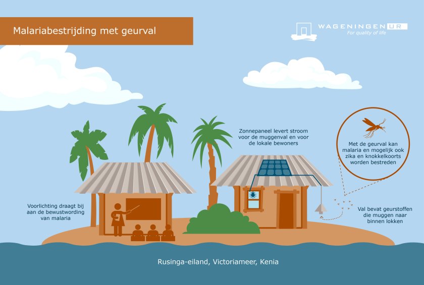 Infographic: muggenval met menselijke geur