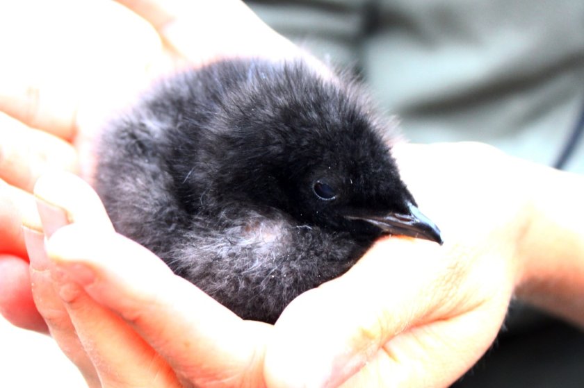 Guillemot chick in hand