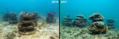 artificial_reefs_concrete_structures_ewout-knoester_1.jpg