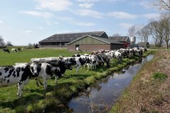 FOTO ANP / FRED HOOGERVORST  | De landbouw draagt bij aan het niet halen van de doelen van de Kaderrichtlijn Water, vooral door uitspoeling van meststoffen en bestrijdingsmiddelen