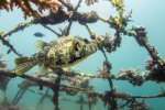 7. Construction of an artificial coral reef in Kenya - photo Ewout Knoester